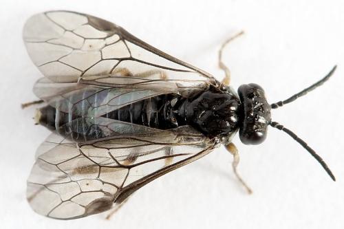 Réf. 223 210 : Periclista lineolata